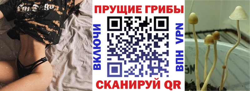 Галлюциногенные грибы GOLDEN TEACHER  ссылка на мегу ONION  Высоцк 